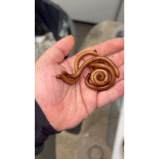 Giant Desert Millipede (Orthoporus sp):Jungle Bob's Reptile World