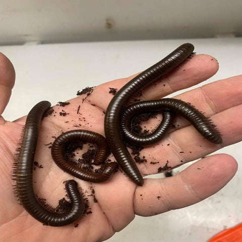 Giant Desert Millipede (Orthoporus sp):Jungle Bob's Reptile World
