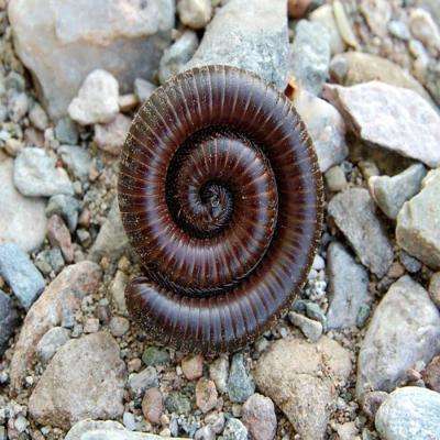 Giant Desert Millipede (Orthoporus sp):Jungle Bob's Reptile World