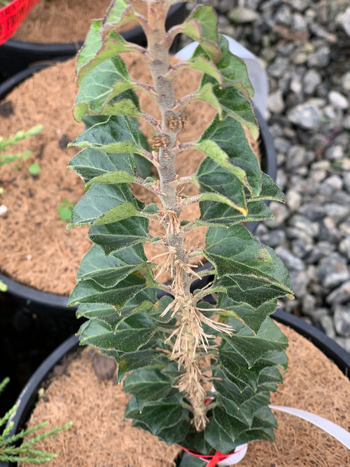 - Hedera helix 'Conglomerata Erecta' Dense Non-Climbing English Ivy - Mr Maple │ Buy Japanese Maple Trees