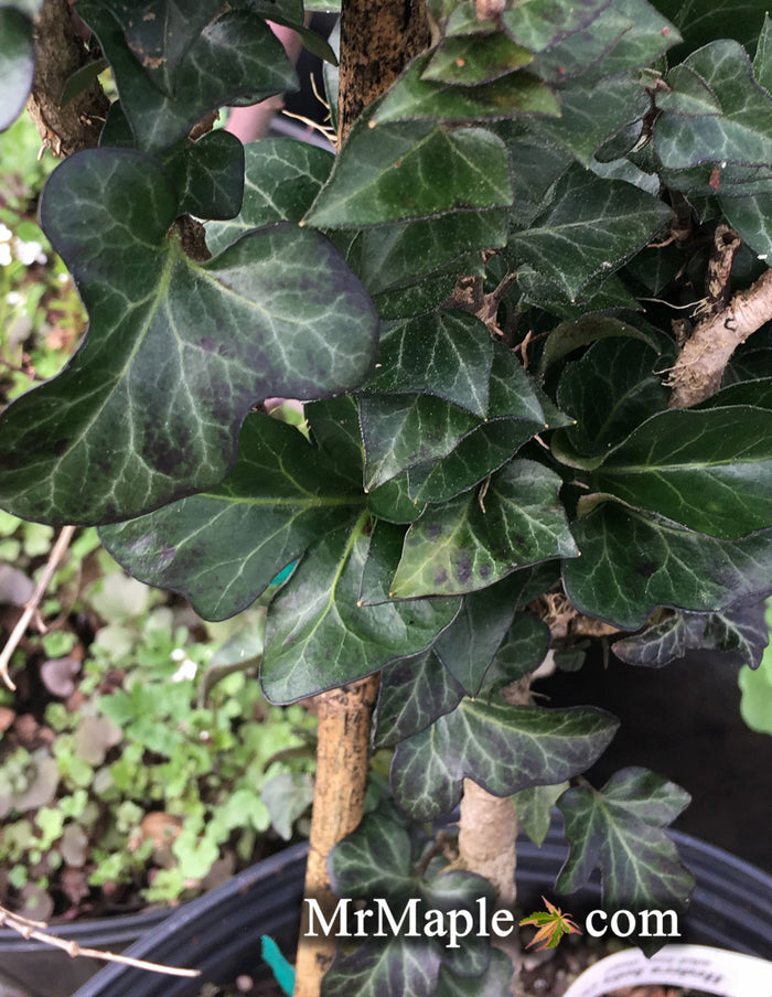 - Hedera helix 'Conglomerata Erecta' Dense Non-Climbing English Ivy - Mr Maple │ Buy Japanese Maple Trees