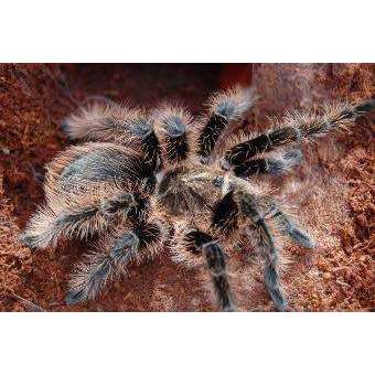 Honduran Curly Hair Tarantula Adult (Brachypelma albopilosum):Jungle Bob's Reptile World