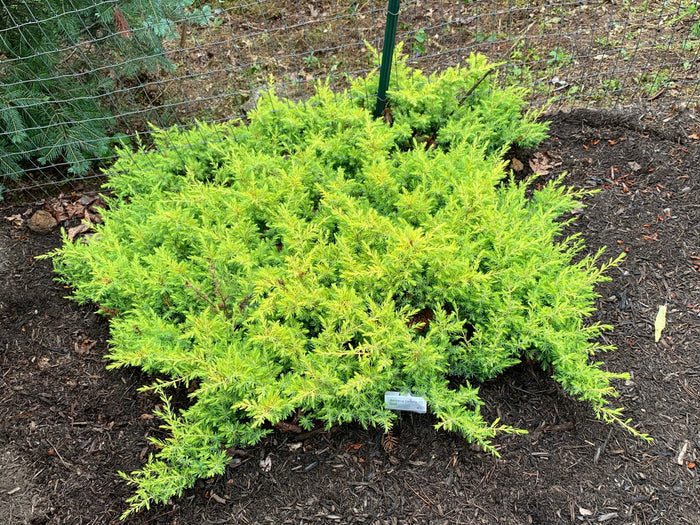- Juniperus rigida conferta 'All Gold' Golden Shore Juniper - Mr Maple │ Buy Japanese Maple Trees