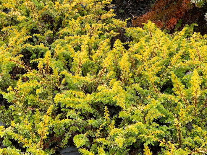 - Juniperus rigida conferta 'All Gold' Golden Shore Juniper - Mr Maple │ Buy Japanese Maple Trees
