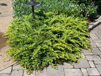 - Juniperus rigida conferta 'All Gold' Golden Shore Juniper - Mr Maple │ Buy Japanese Maple Trees