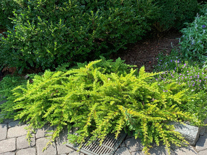 - Juniperus rigida conferta 'All Gold' Golden Shore Juniper - Mr Maple │ Buy Japanese Maple Trees