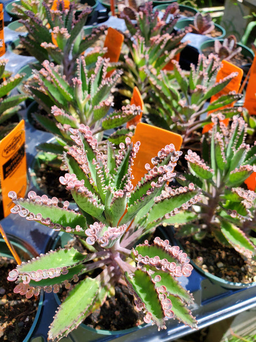 Kalanchoe 'Pink Butterflies'
