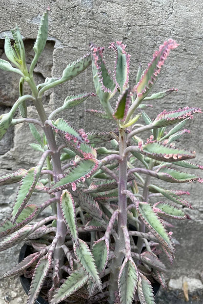 Kalanchoe 'Pink Butterflies'