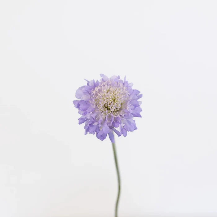 Lavender Blush Scabiosa Flower Stem - Image