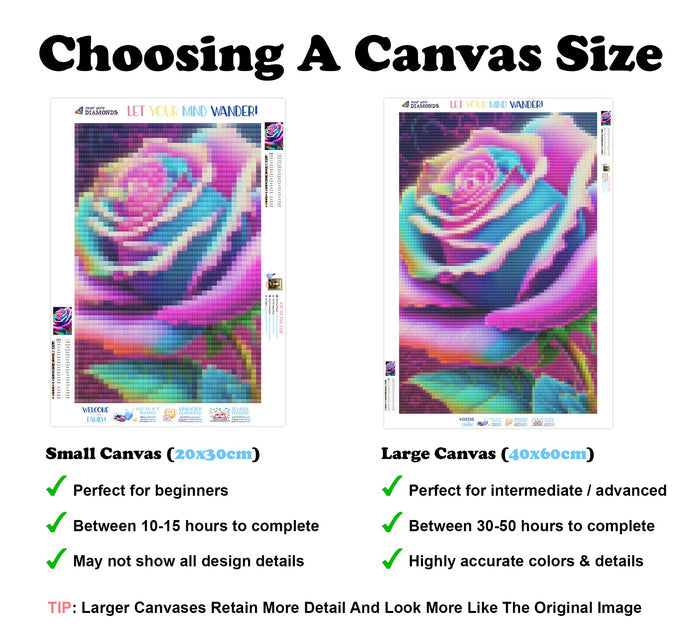 Magenta Blooming Rose