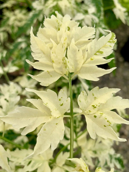 - Melia azerdarach 'Jade Snowflake' Variegated Chinaberry Tree - Mr Maple │ Buy Japanese Maple Trees