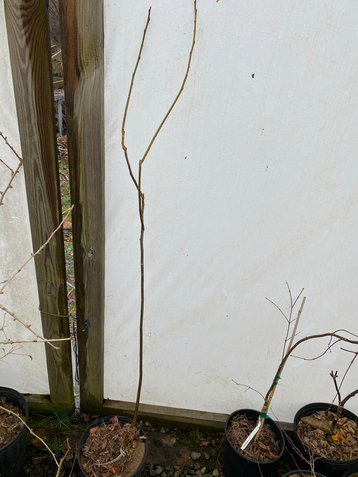 - Melia azerdarach 'Jade Snowflake' Variegated Chinaberry Tree - Mr Maple │ Buy Japanese Maple Trees