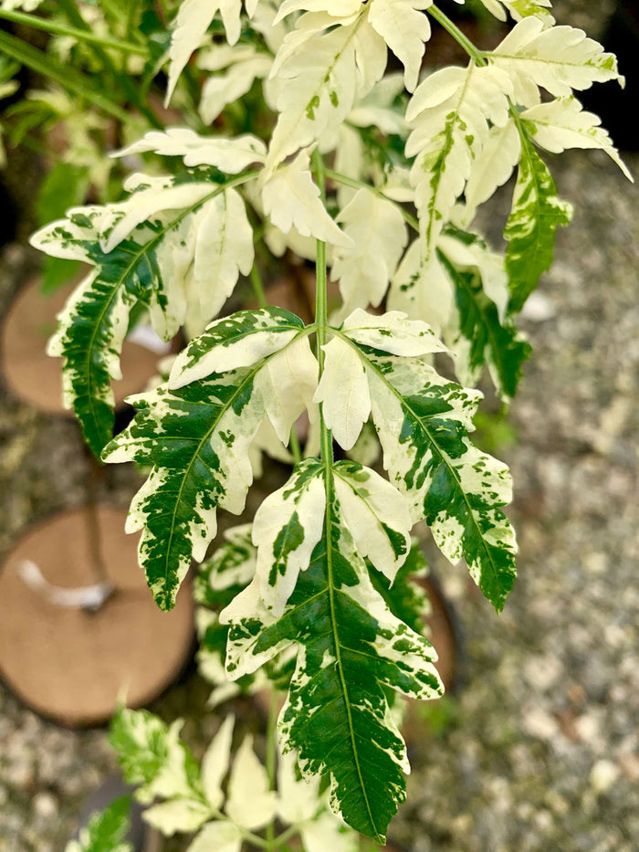 - Melia azerdarach 'Jade Snowflake' Variegated Chinaberry Tree - Mr Maple │ Buy Japanese Maple Trees