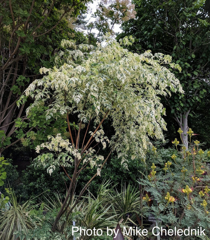 - Melia azerdarach 'Jade Snowflake' Variegated Chinaberry Tree - Mr Maple │ Buy Japanese Maple Trees