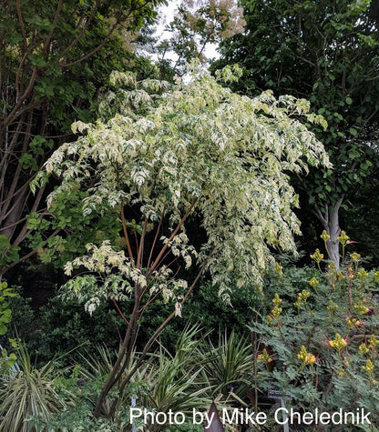 - Melia azerdarach 'Jade Snowflake' Variegated Chinaberry Tree - Mr Maple │ Buy Japanese Maple Trees