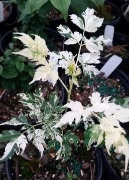 - Melia azerdarach 'Jade Snowflake' Variegated Chinaberry Tree - Mr Maple │ Buy Japanese Maple Trees