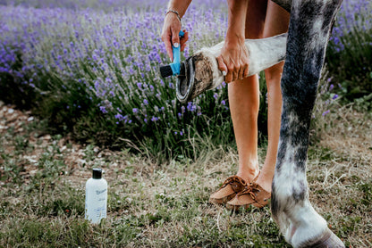 NEW! Salt for the Sole Bundle (Large)