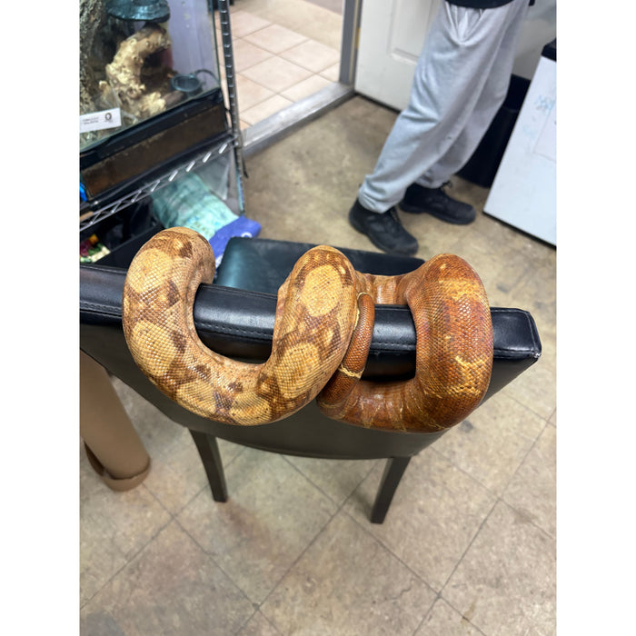 Nicaraguan Boa (T+ Albino)