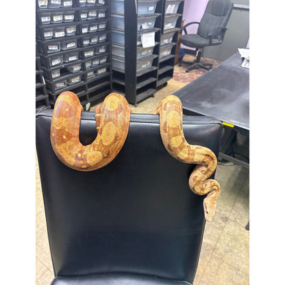 Nicaraguan Boa (T+ Albino)