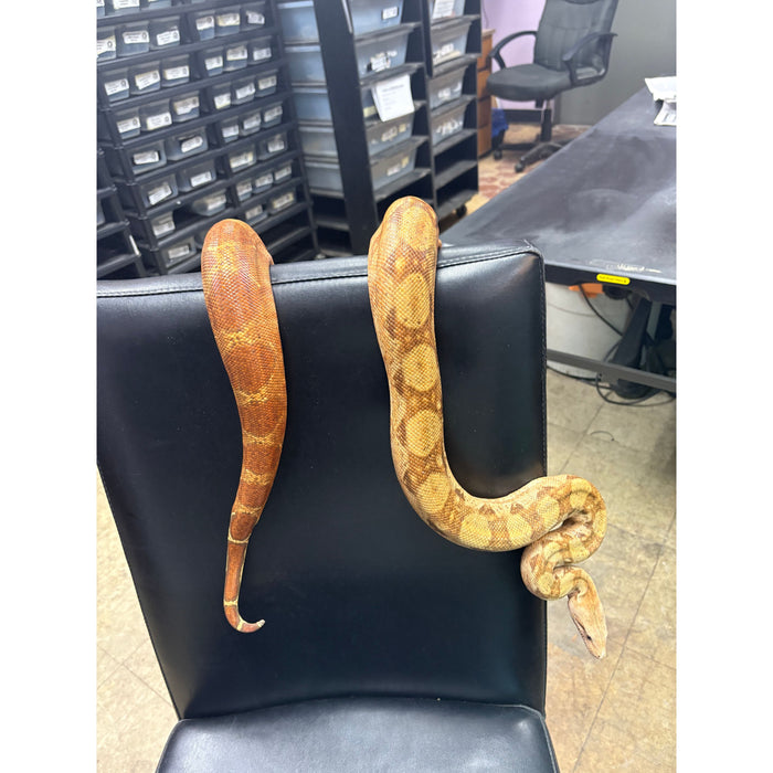 Nicaraguan Boa (T+ Albino)