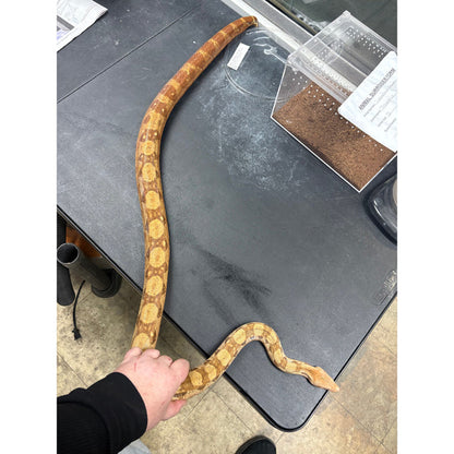 Nicaraguan Boa (T+ Albino)