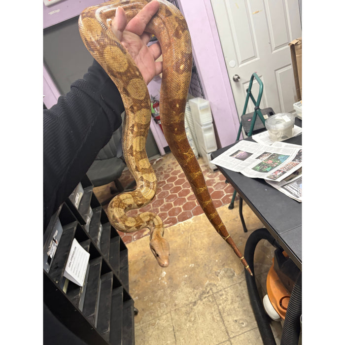 Nicaraguan Boa (T+ Albino)