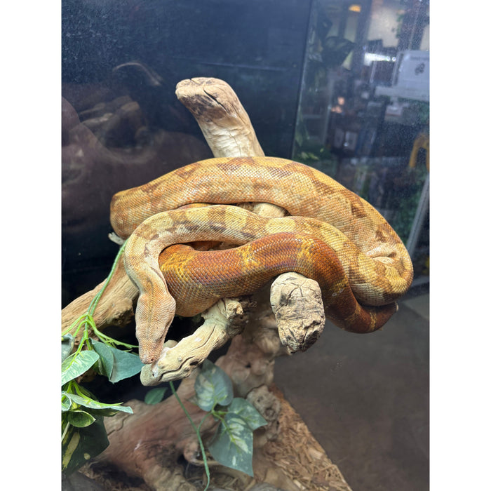 Nicaraguan Boa (T+ Albino)