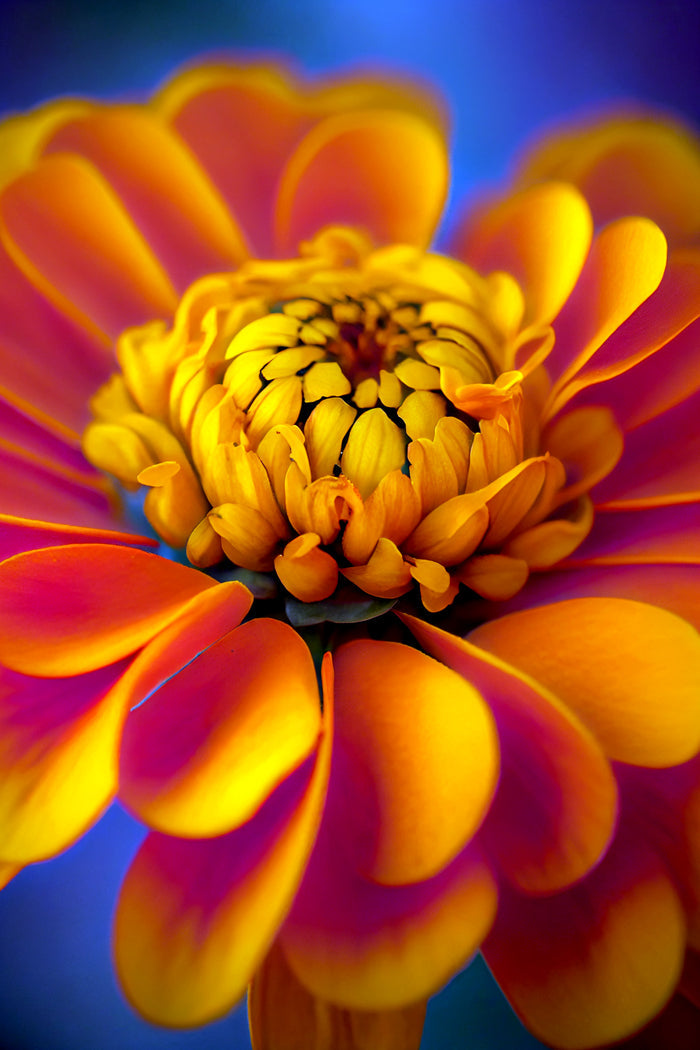 Orange Marigold