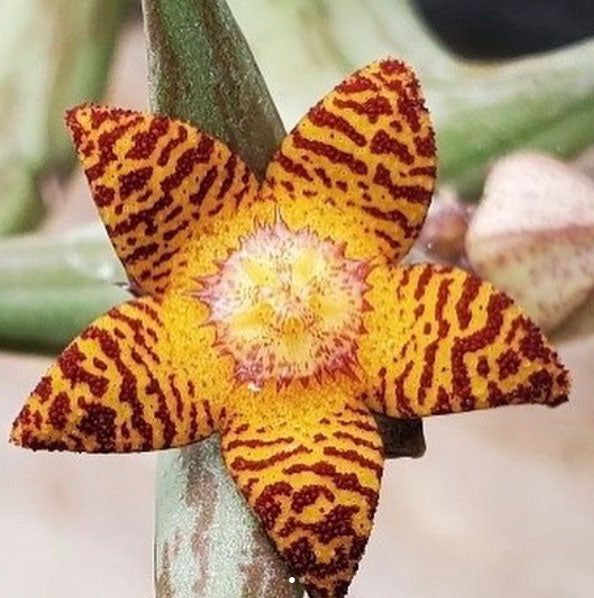 Orbea schweinfurthii --Scarecrow Plant--