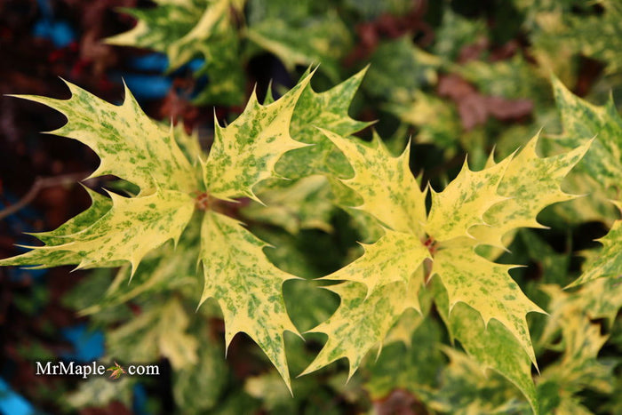 - Osmanthus heterophyllus 'Goshiki' Variegated Fragrant Tea Olive - Mr Maple │ Buy Japanese Maple Trees