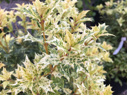 - Osmanthus heterophyllus 'Goshiki' Variegated Fragrant Tea Olive - Mr Maple │ Buy Japanese Maple Trees
