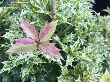 - Osmanthus heterophyllus 'Goshiki' Variegated Fragrant Tea Olive - Mr Maple │ Buy Japanese Maple Trees