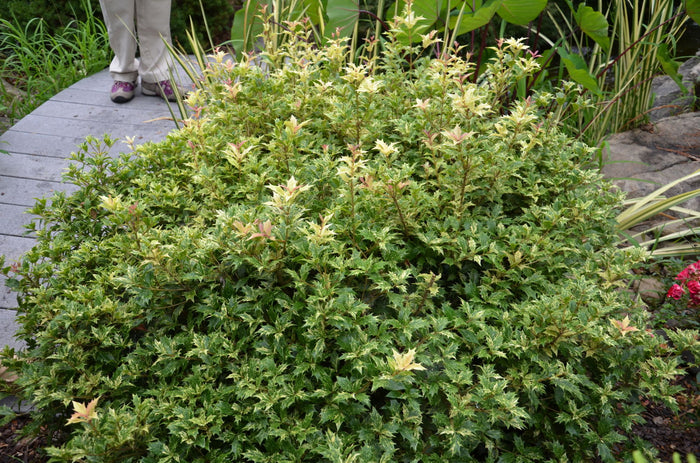 - Osmanthus heterophyllus 'Goshiki' Variegated Fragrant Tea Olive - Mr Maple │ Buy Japanese Maple Trees