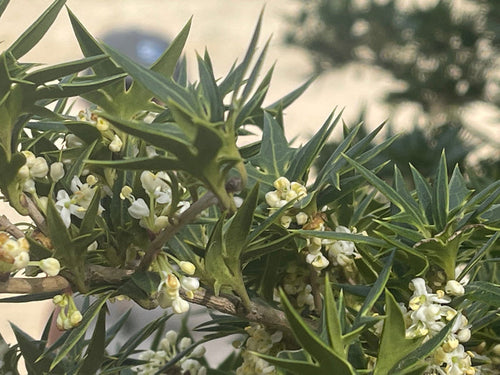 - Osmanthus heterophyllus 'Hariyama' Spiky Compact Fragrant Tea Olive - Mr Maple │ Buy Japanese Maple Trees