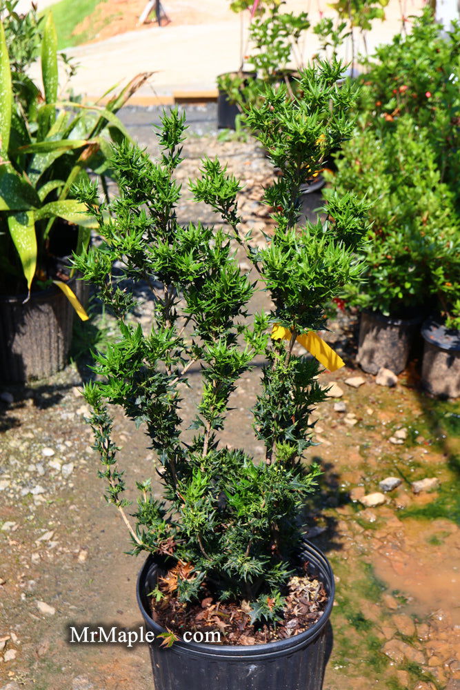 - Osmanthus heterophyllus 'Hariyama' Spiky Compact Fragrant Tea Olive - Mr Maple │ Buy Japanese Maple Trees