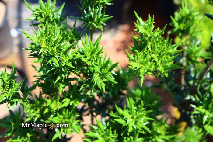 - Osmanthus heterophyllus 'Hariyama' Spiky Compact Fragrant Tea Olive - Mr Maple │ Buy Japanese Maple Trees