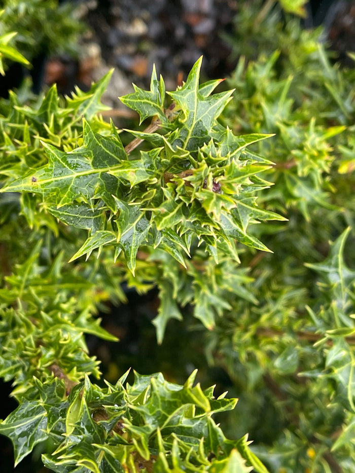 - Osmanthus heterophyllus 'Hariyama' Spiky Compact Fragrant Tea Olive - Mr Maple │ Buy Japanese Maple Trees