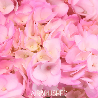 Pink Enhanced Hydrangea Flower Up Close