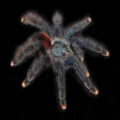 Pink Toe Tarantula (Avicularia avicularia):Jungle Bob's Reptile World