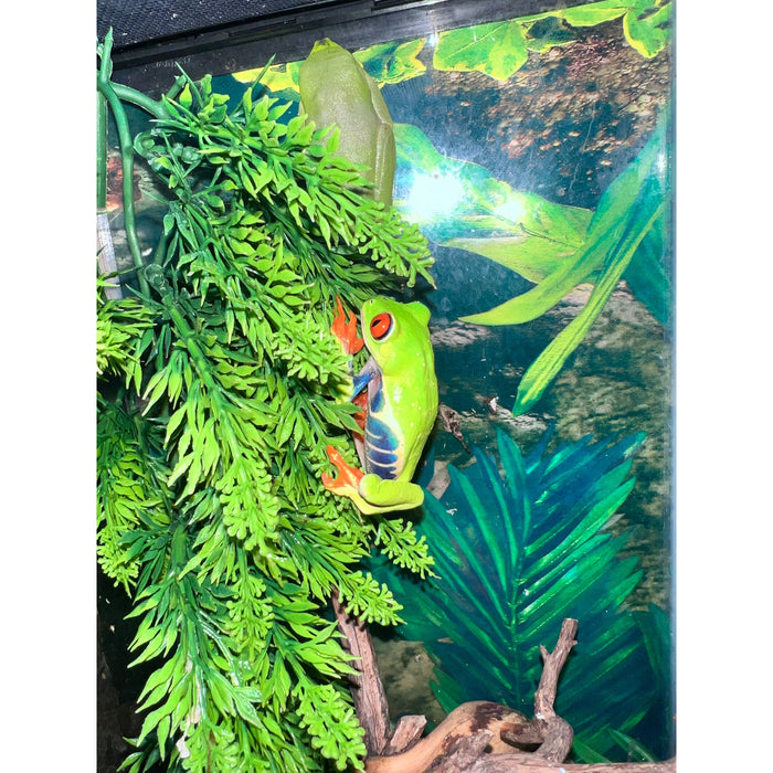 Red Eyed Tree Frog (Agalychnis callidryas)