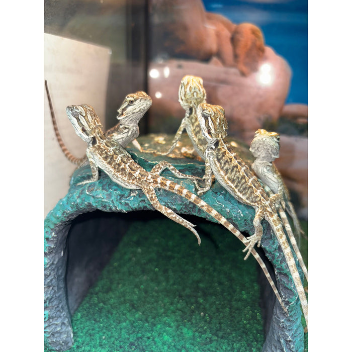 Red/Citrus Bearded Dragons (Baby-Juvenile)