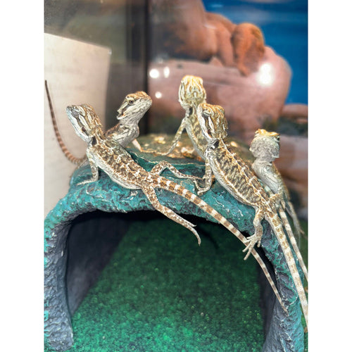 Red/Citrus Bearded Dragons (Baby-Juvenile)
