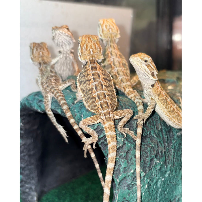 Red/Citrus Bearded Dragons (Baby-Juvenile)