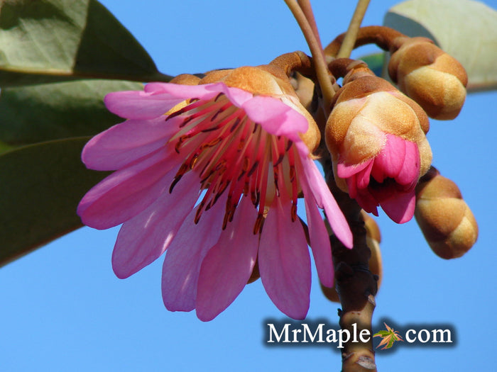 - Rhodoleia henryi 'Scarlet Bells' Hardy Hong Kong Rose Tree - Mr Maple │ Buy Japanese Maple Trees