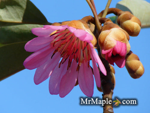 - Rhodoleia henryi 'Scarlet Bells' Hardy Hong Kong Rose Tree - Mr Maple │ Buy Japanese Maple Trees