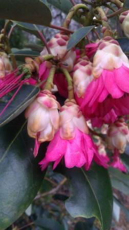- Rhodoleia henryi 'Scarlet Bells' Hardy Hong Kong Rose Tree - Mr Maple │ Buy Japanese Maple Trees
