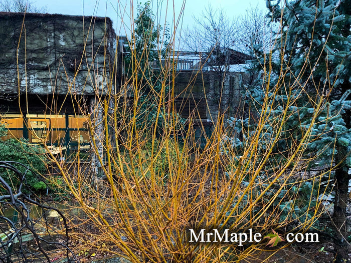 - Salix 'Flame Yellow' Golden Bark Willow Tree - Mr Maple │ Buy Japanese Maple Trees
