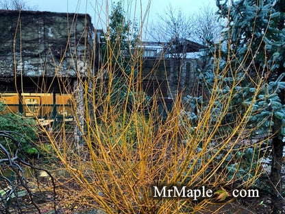 - Salix 'Flame Yellow' Golden Bark Willow Tree - Mr Maple │ Buy Japanese Maple Trees