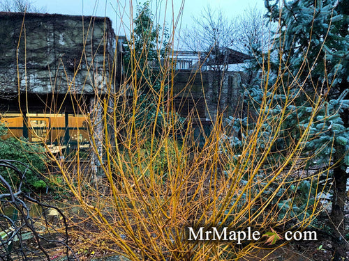 - Salix 'Flame Yellow' Golden Bark Willow Tree - Mr Maple │ Buy Japanese Maple Trees