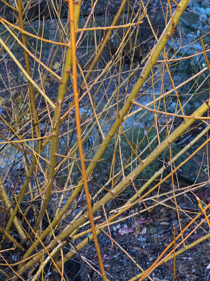 - Salix 'Flame Yellow' Golden Bark Willow Tree - Mr Maple │ Buy Japanese Maple Trees